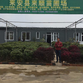 [栾树3公分栾树 电议/株 10000